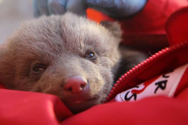 'Puppy' Found In Backyard Is Saved Once — But Now He Needs Help Again - Arm The Animals Clothing LLC