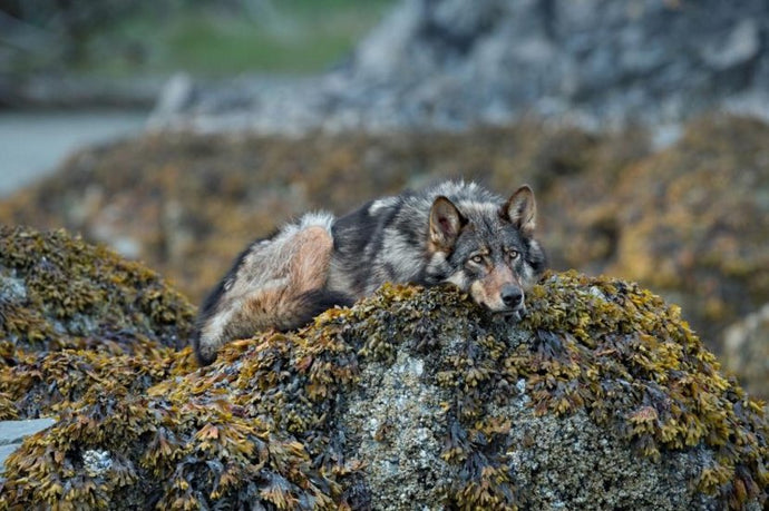 Spectacular Photos Reveal Newly Protected Great Bear Rainforest